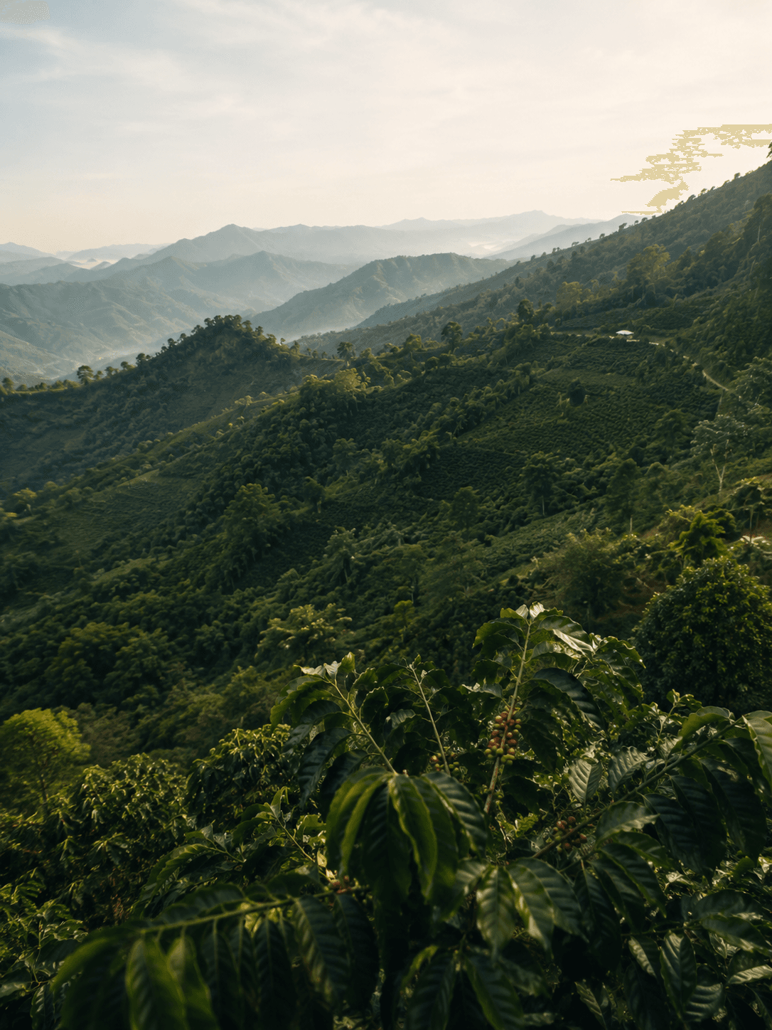 Mountainous coffee landscape in Antioquia, Colombia