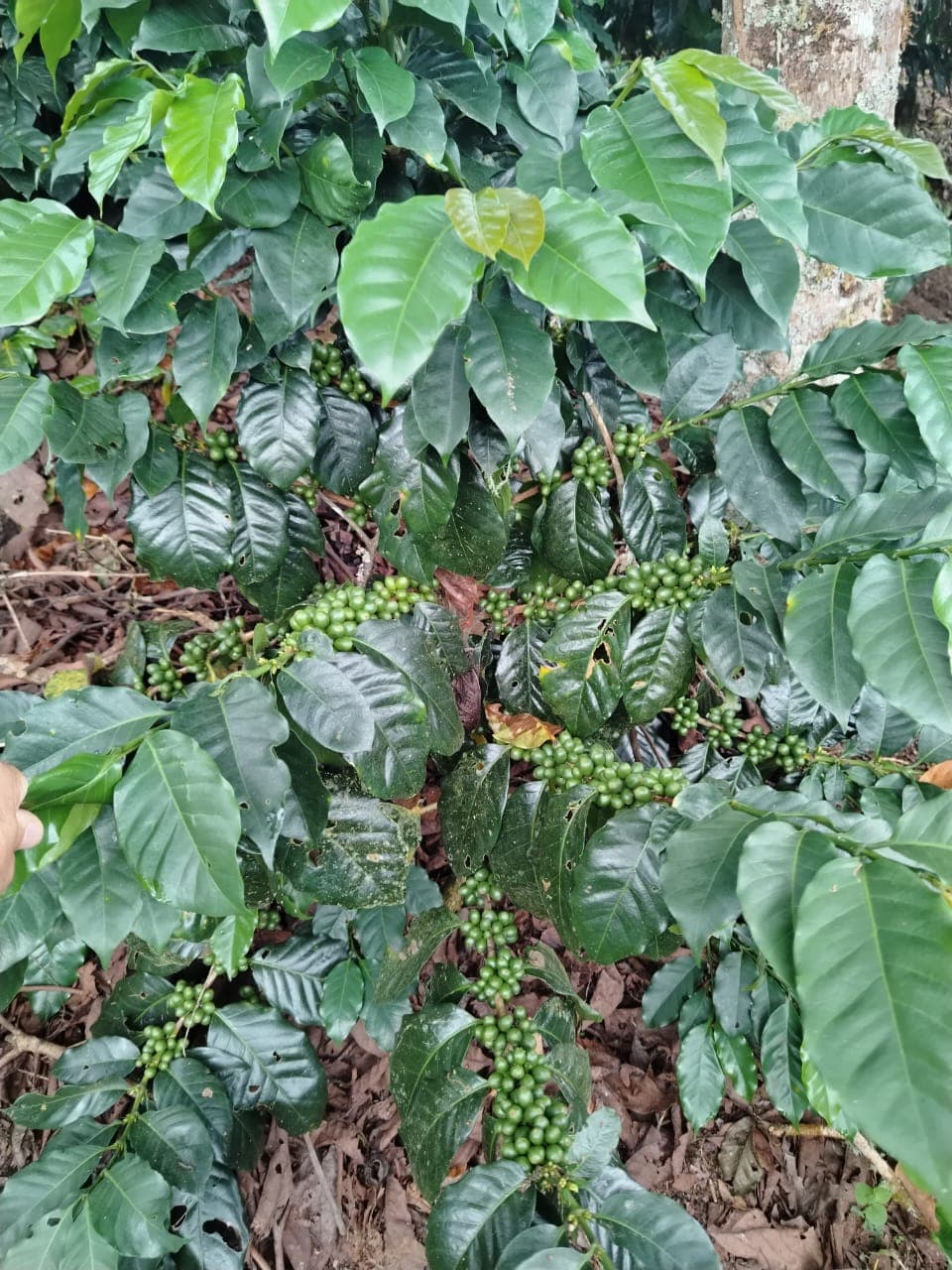Real green coffee cherries growing on a coffee plant in Colombia