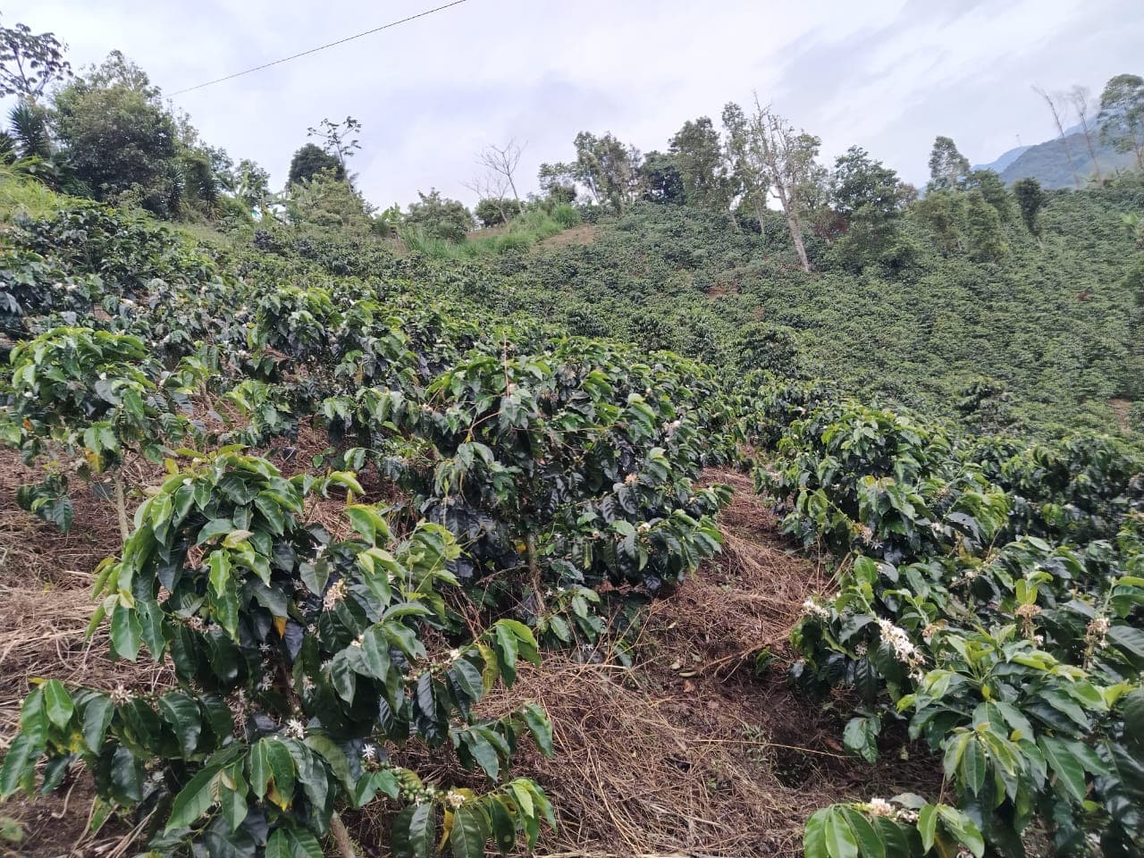 Real coffee plantation in the Colombian mountains from a farm working with ZULTEMON