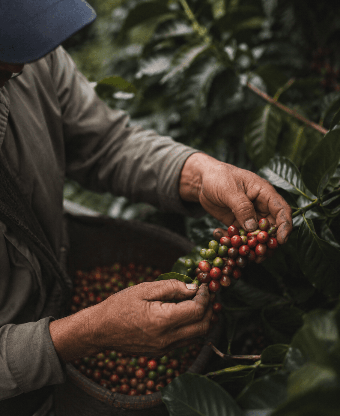 Hands of a Colombian coffee producer handling coffee cherries